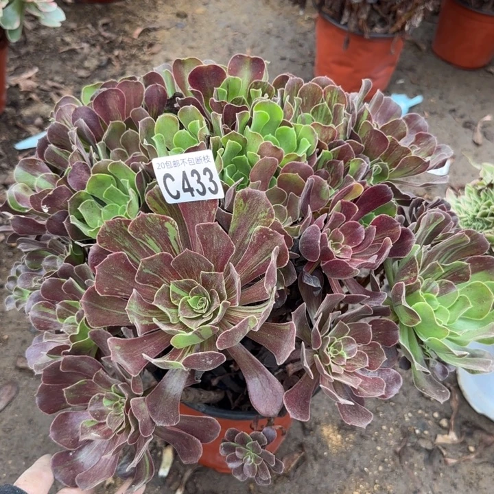 欧诺拉……多肉植物……