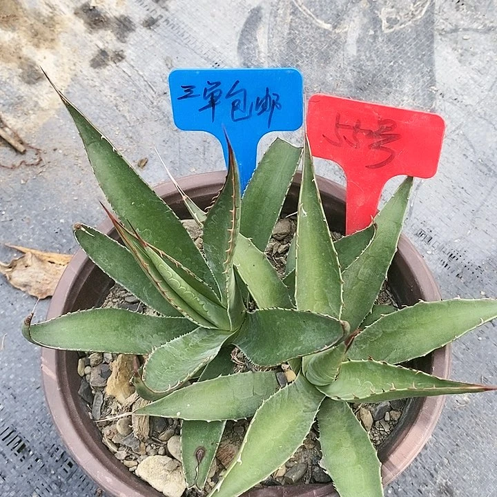 【闪购商品】无花朵龙舌兰佩罗霍利达