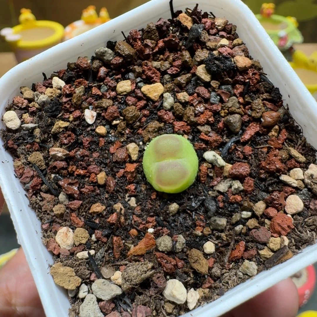 蘑菇1107拉登多肉植物