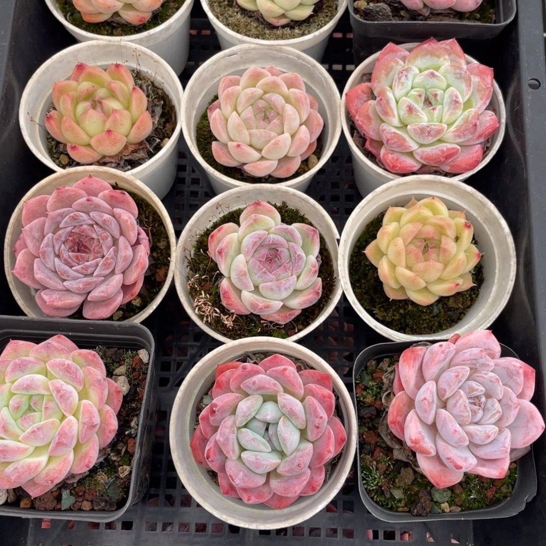 多肉植物十二个精品组