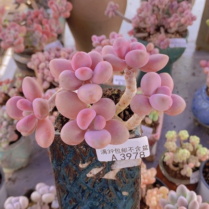 糖果桃蛋老桩11cm3978多肉植物