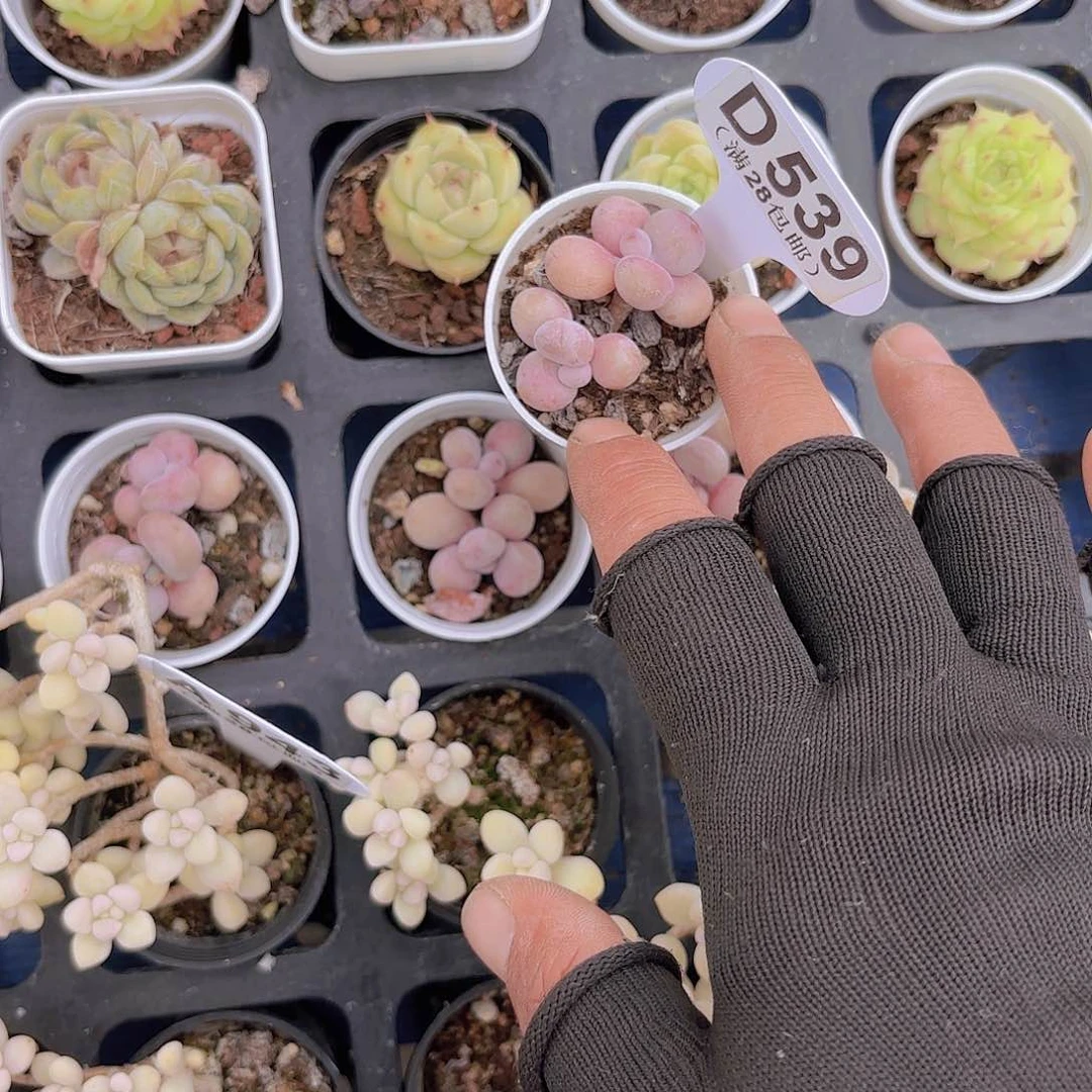 D539桃蛋一物一拍