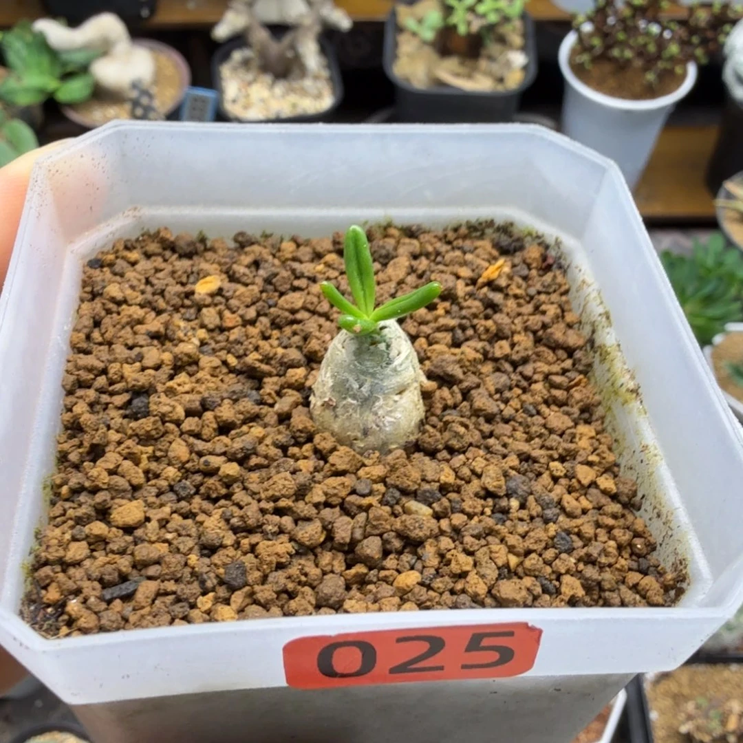 万物想025仙人掌球球