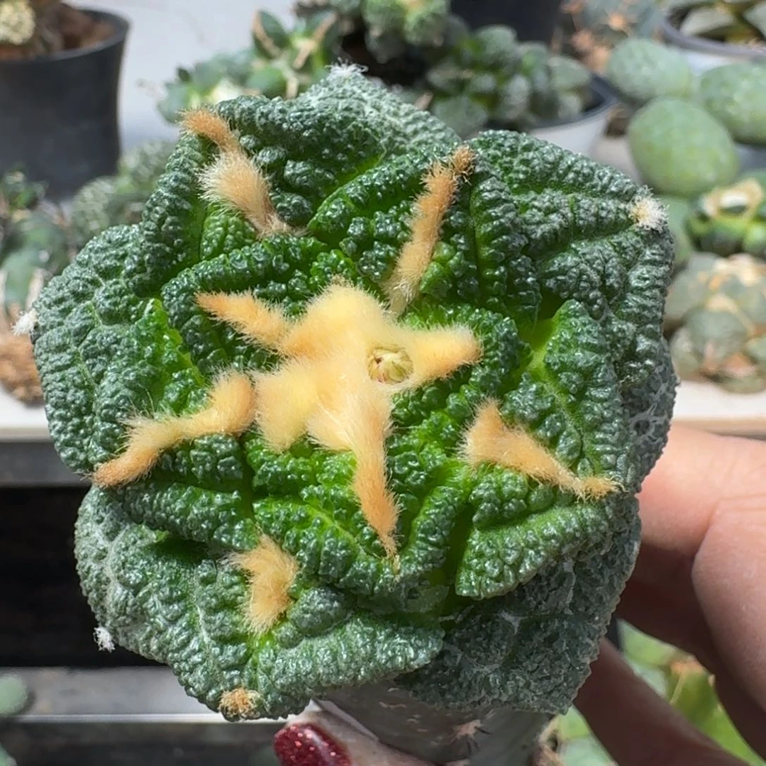 【闪购商品】无花朵大尤螺旋辛顿247