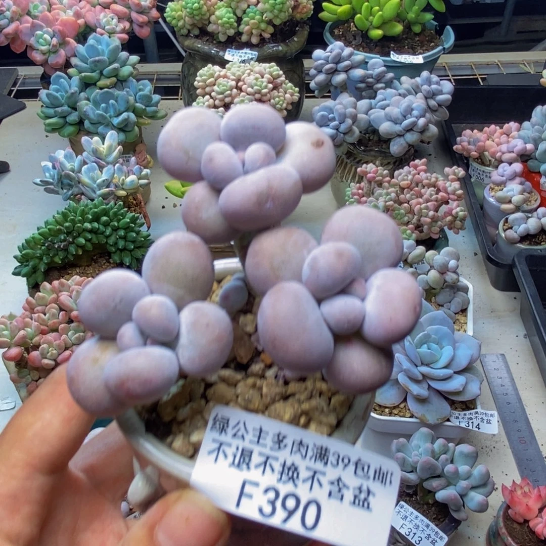 390芭比奶多肉6c m