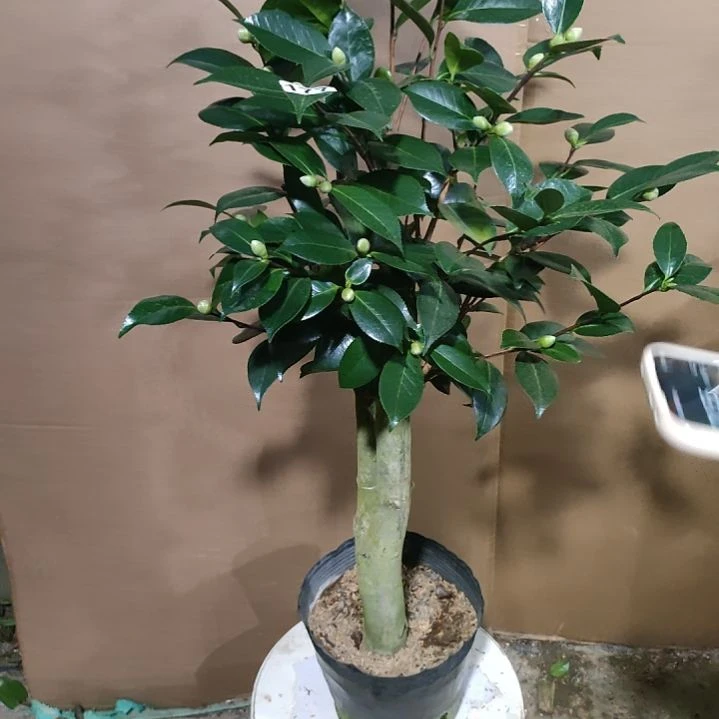 177展群农业，原盆原土发货，不包邮