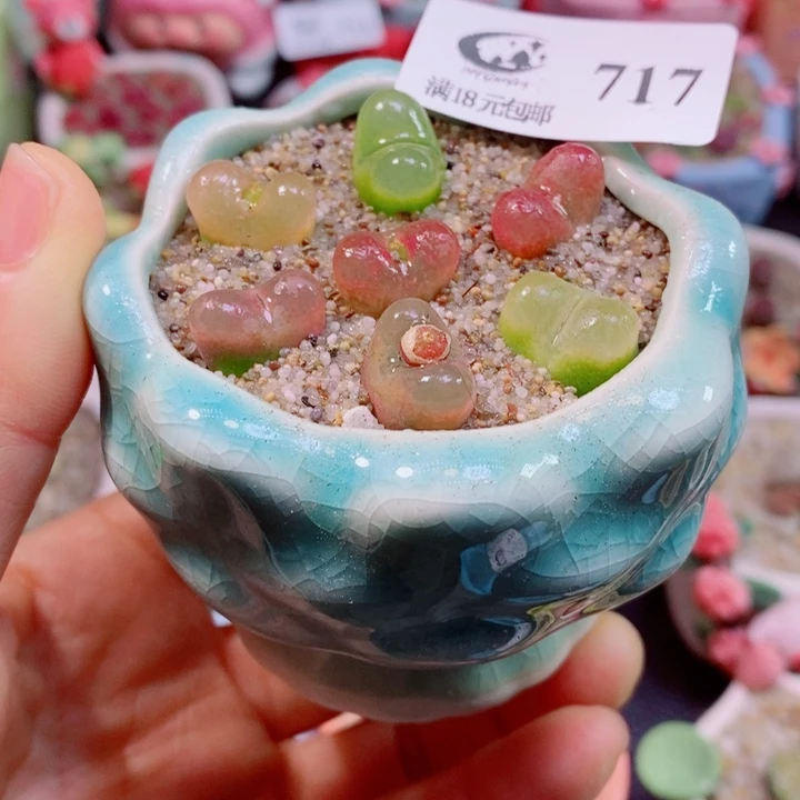 生石花花花花花花花花717