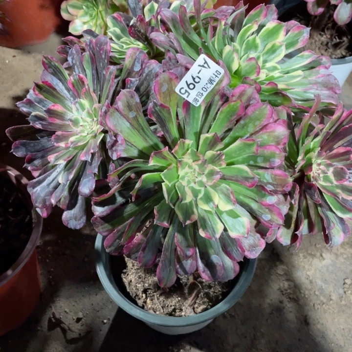 995铜花顺多肉12344678多肉