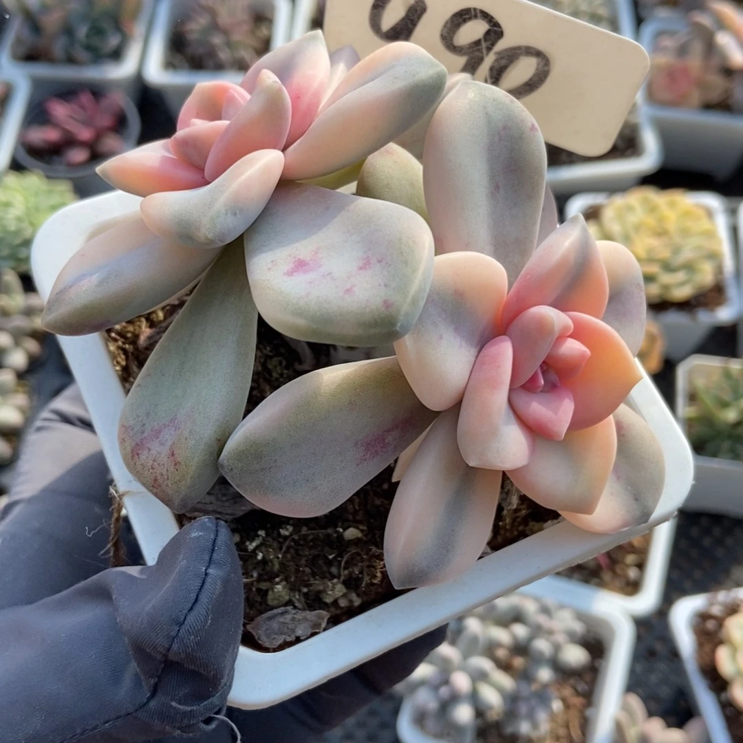 990紫乐锦多肉植物