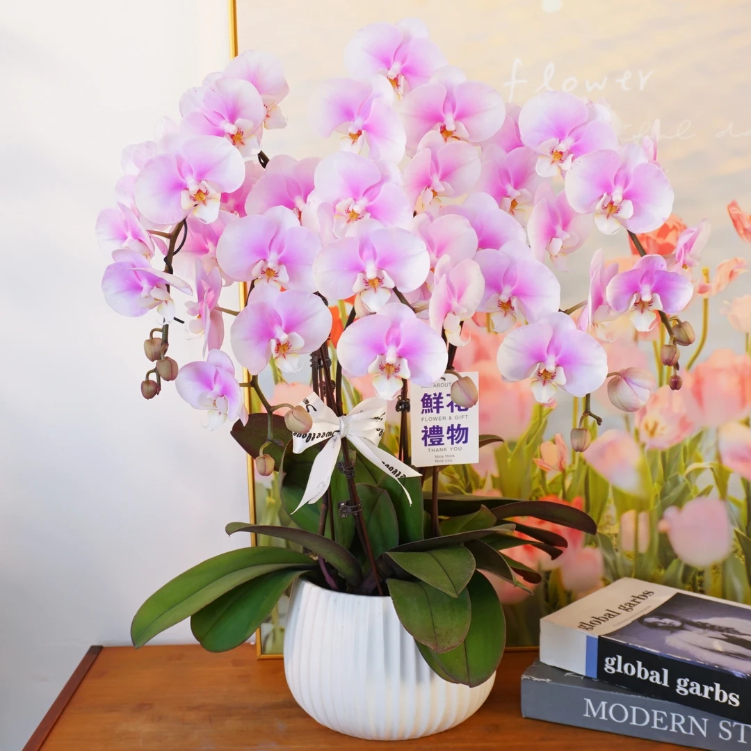 【梦幻天使】蝴蝶兰鲜花精致组盆 开花株 室内绿植 养兰基地直发