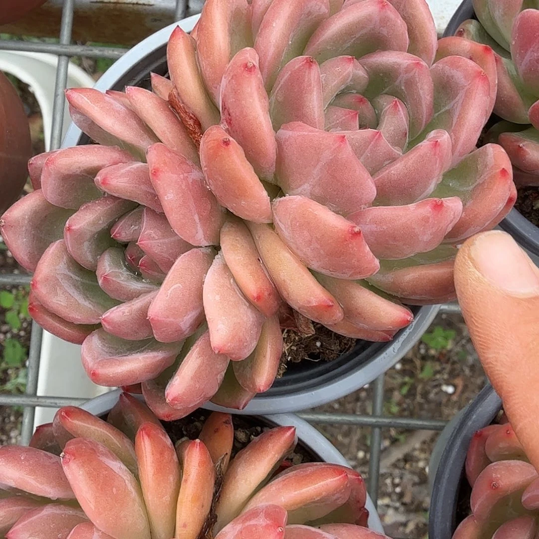 双头香橙多肉植物