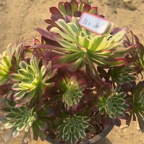 多肉植物天和163