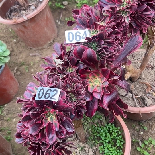 运***多肉植物两个064.062