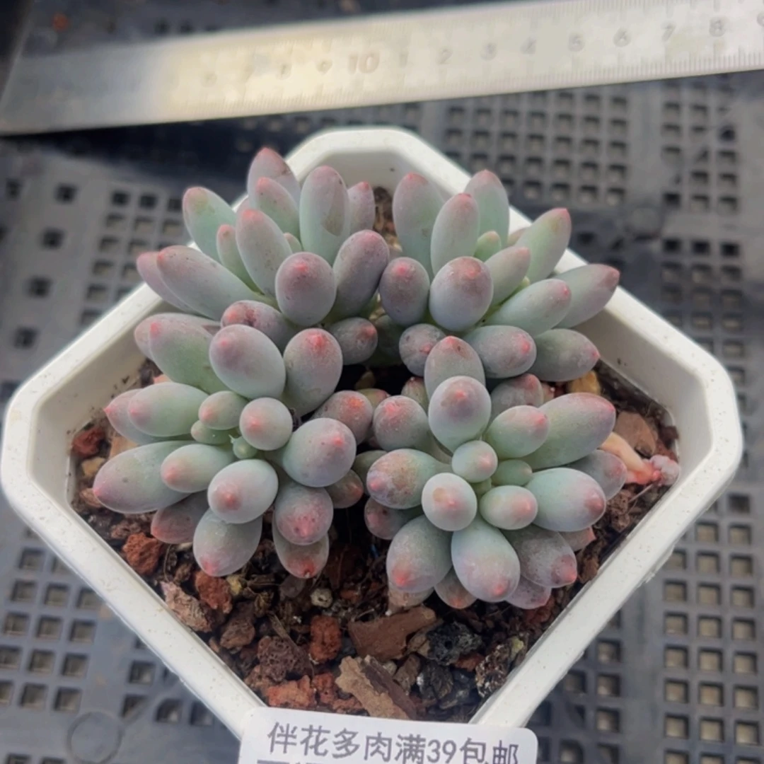 175-婴儿手指多肉5cm