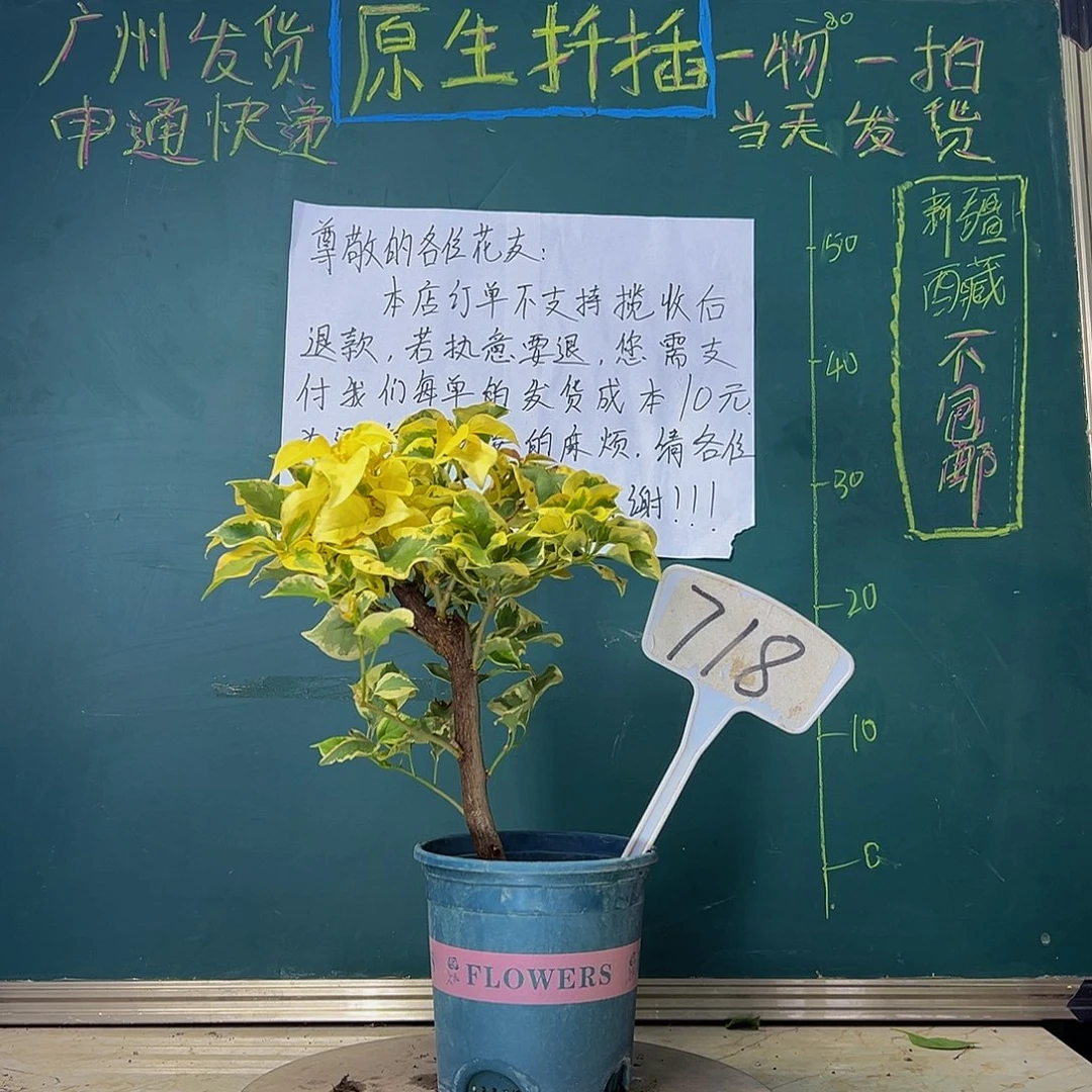 当前无花栽培后可以开花   橙冰  粗杆 有冰枝  718