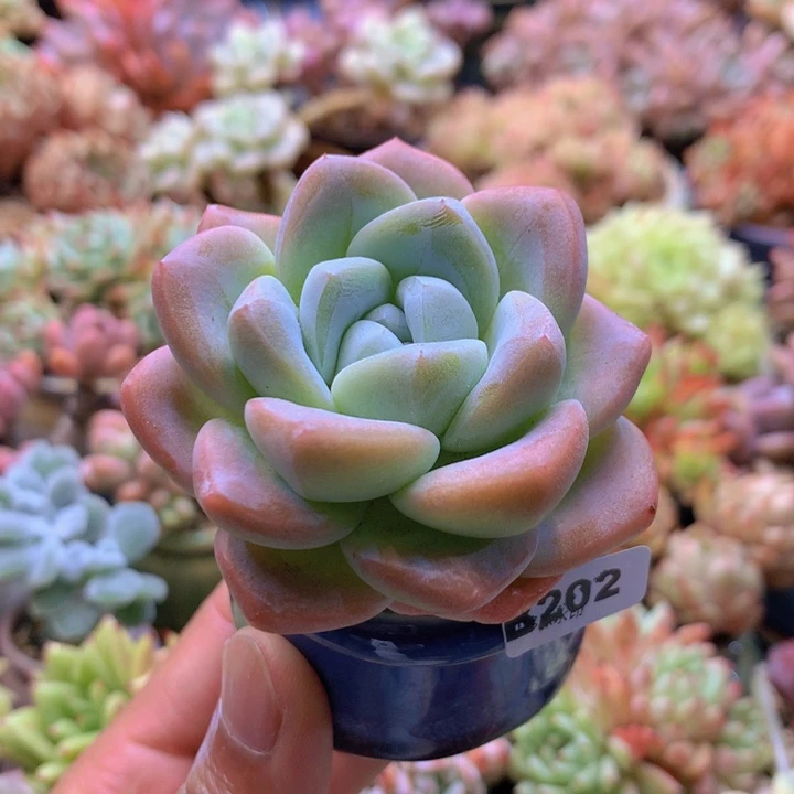 糖*~一物一拍含盆土满38包邮B202