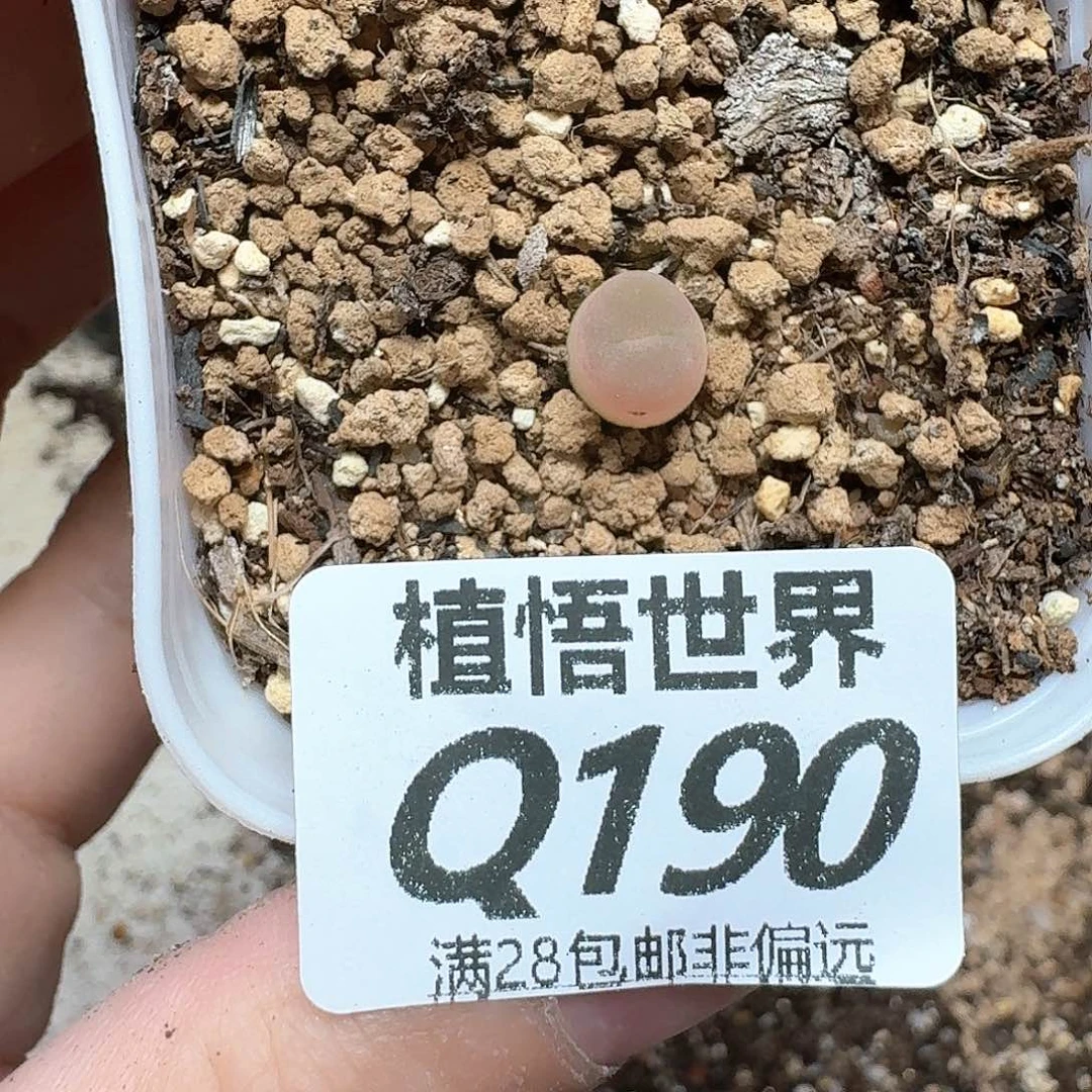 多肉植物的润泽ff