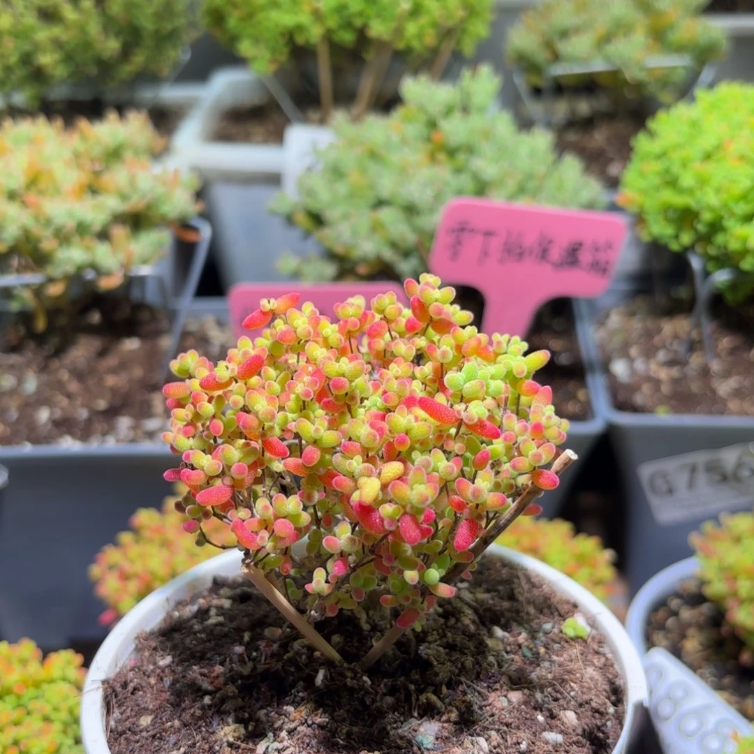 枝干番杏金桔糖球G887