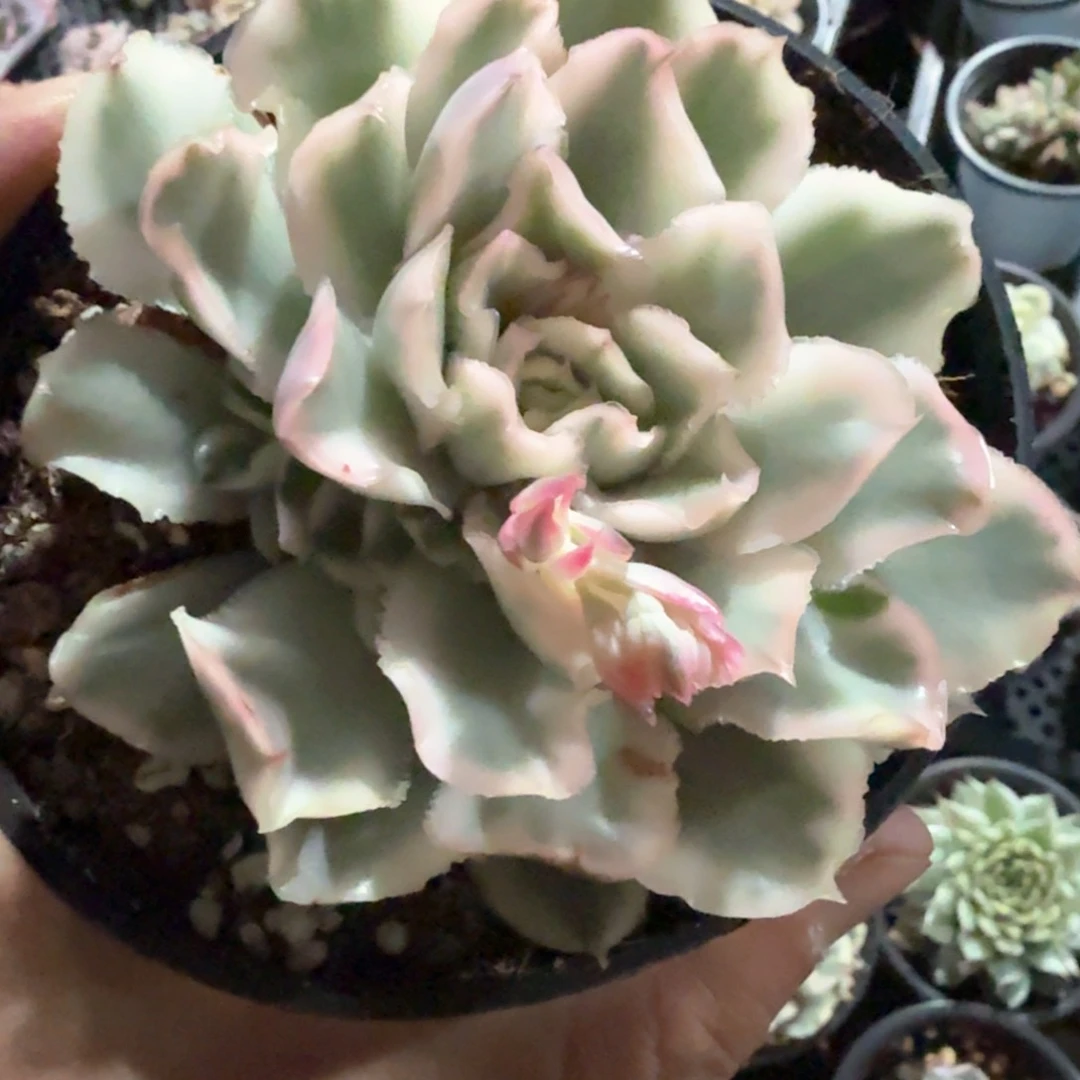 紫蝴蝶锦  锦上园艺青岛站