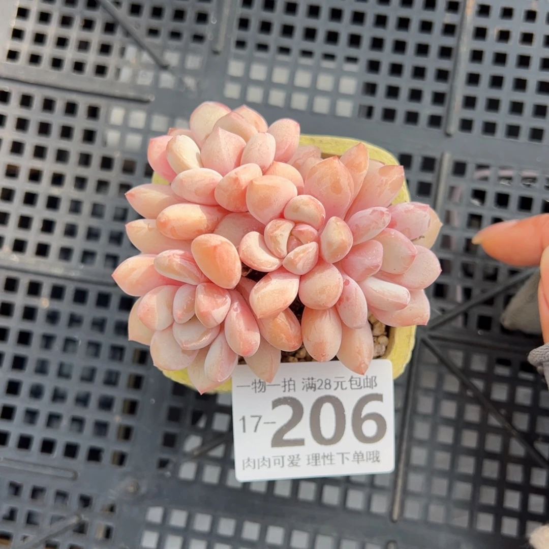 拉丝雨多肉多肉多肉多肉