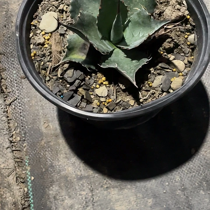 朱***.无花朵龙舌兰绿色植物