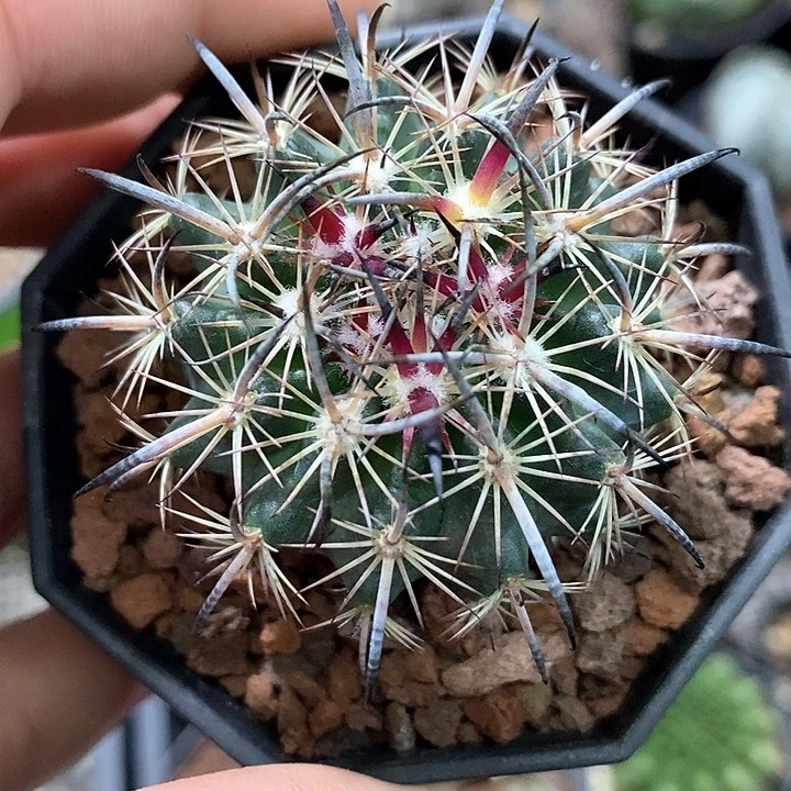 孤品实生优选美刺琥爪玉4.5cm仙人球