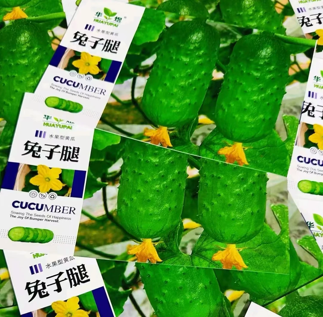 【兔子腿水果黄瓜种子】