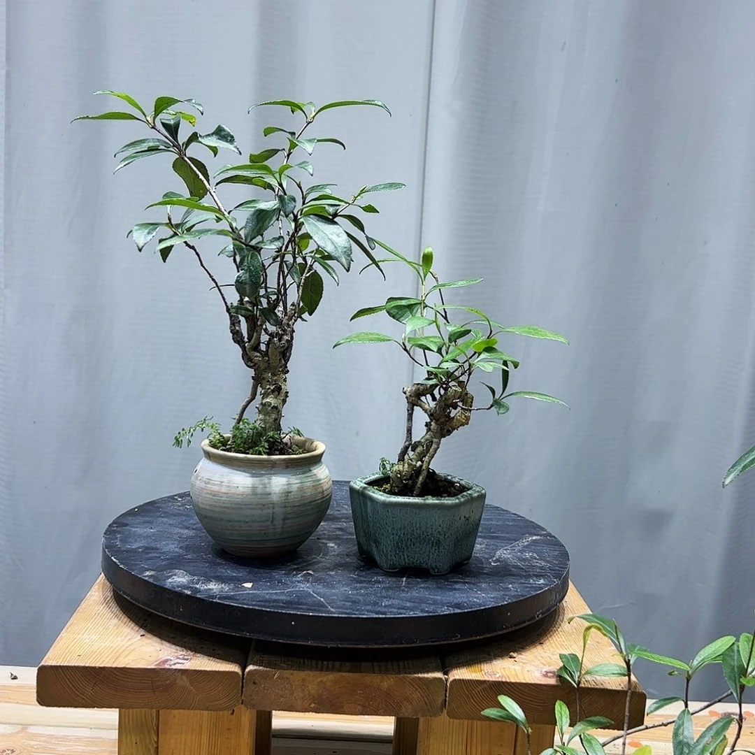 无花朵海岛春花熟桩