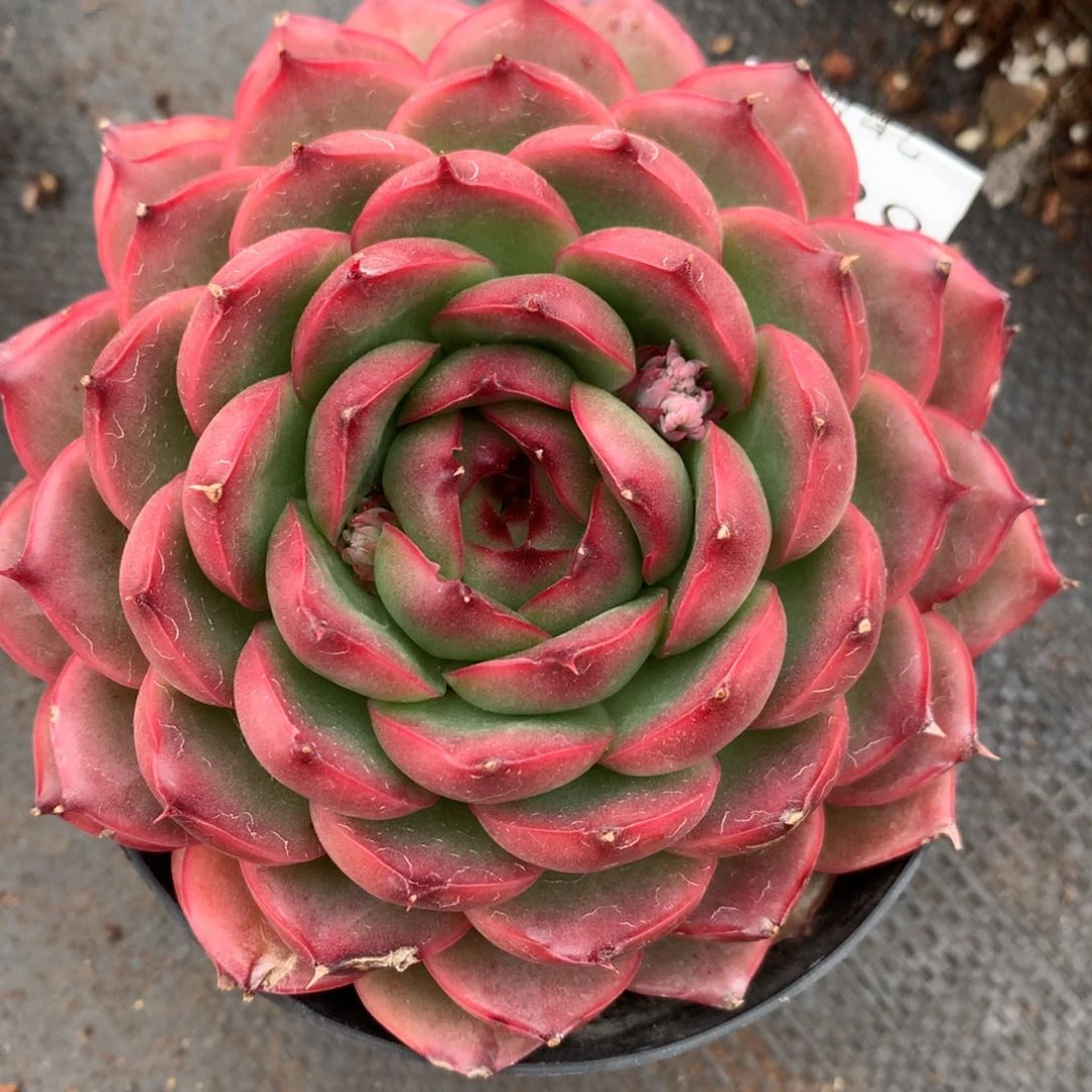 2738新年快乐发发发