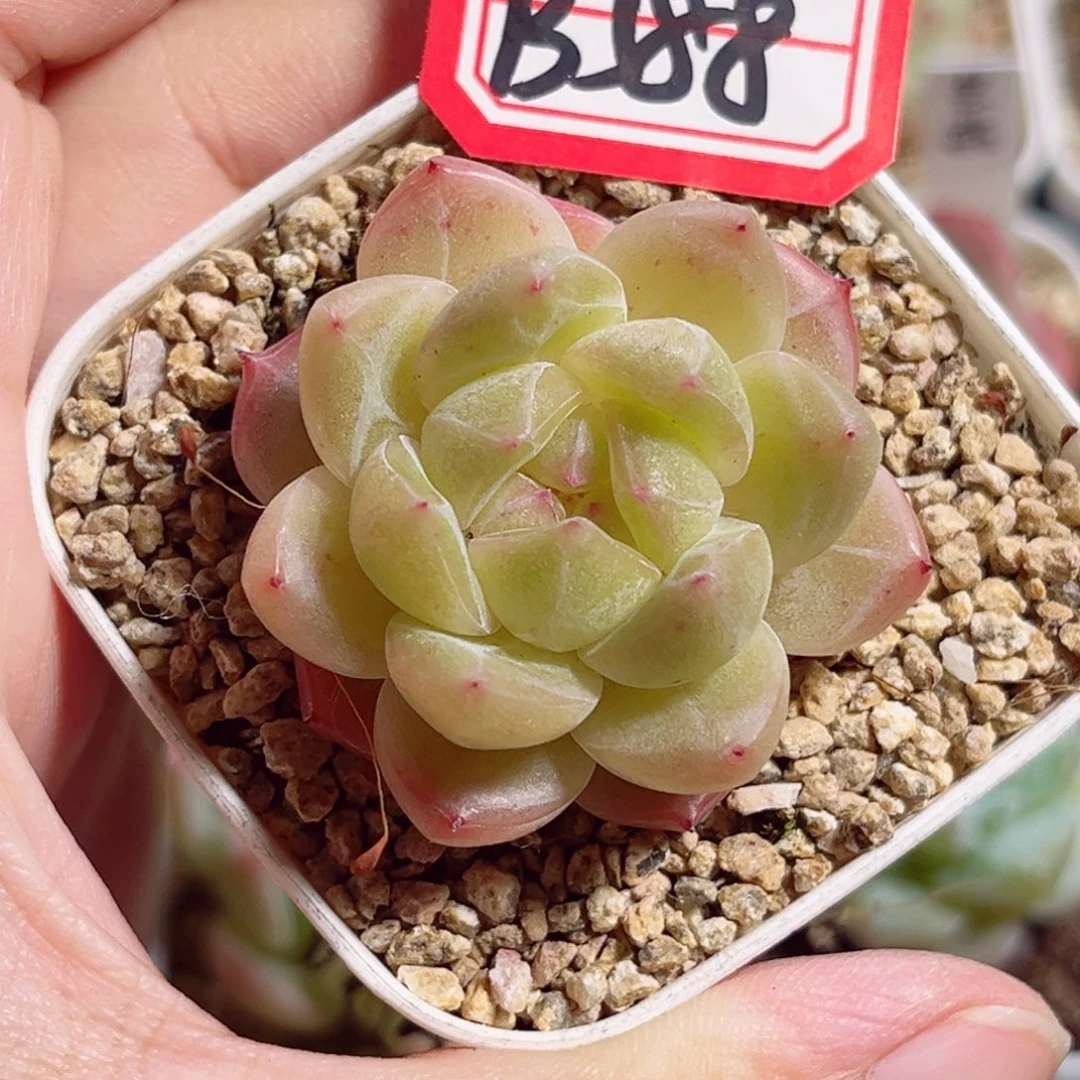 B588 一物一拍 无名珍妮