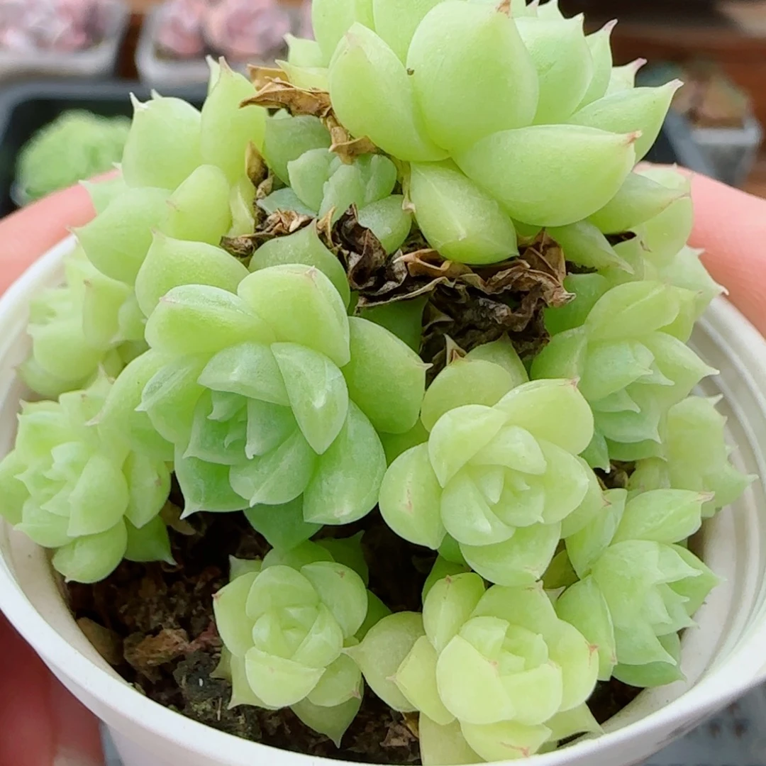 花语逸镜0922-285散包子