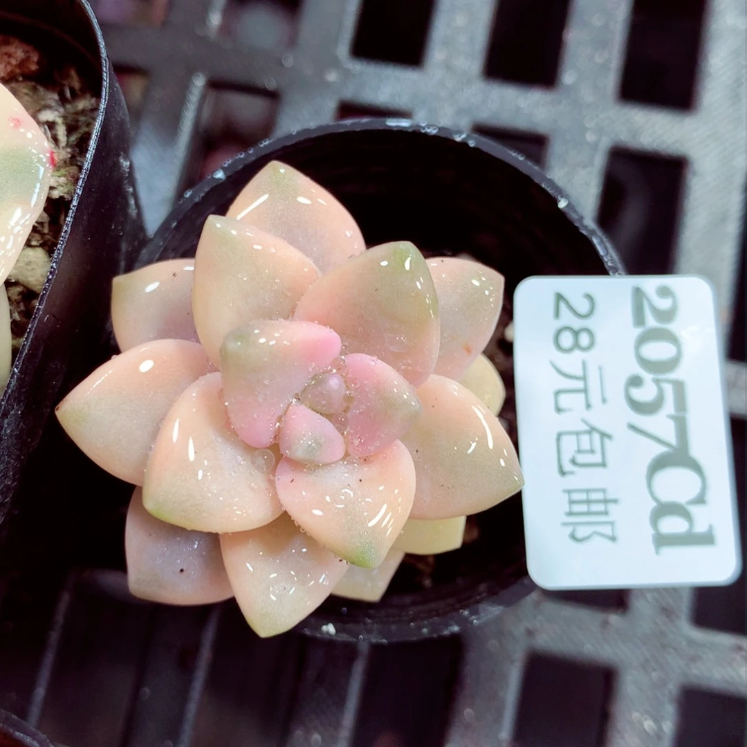 5厘米盆精控多肉2057