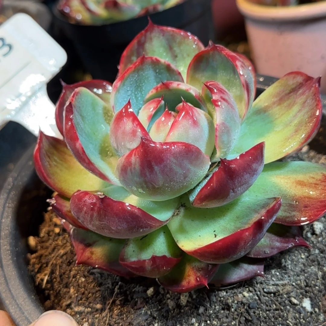 花脸惊鸿一物一拍包装收缩花旱813