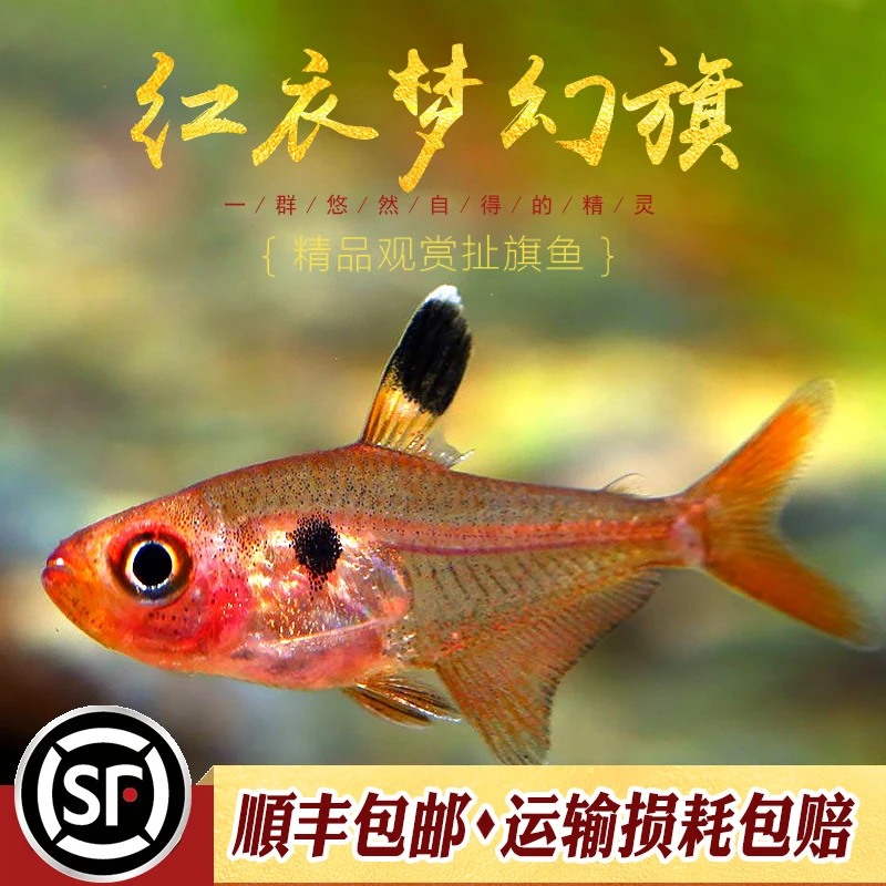 红衣梦幻旗鱼南美鱼小型扯旗鱼热带鱼观赏鱼红勾玫瑰缸灯科鱼活体