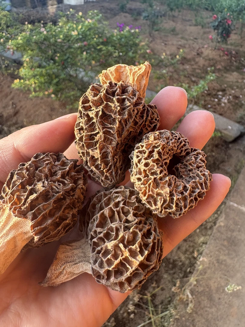 云南高原山货土特产—干货滋补草莓型羊肚菌