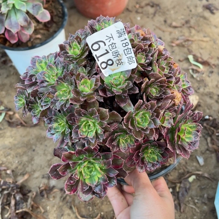 618安娜手捧1号棚