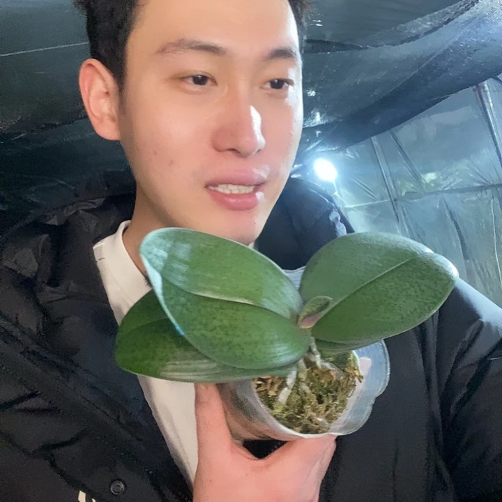 无花朵槟榔西施蝴蝶兰