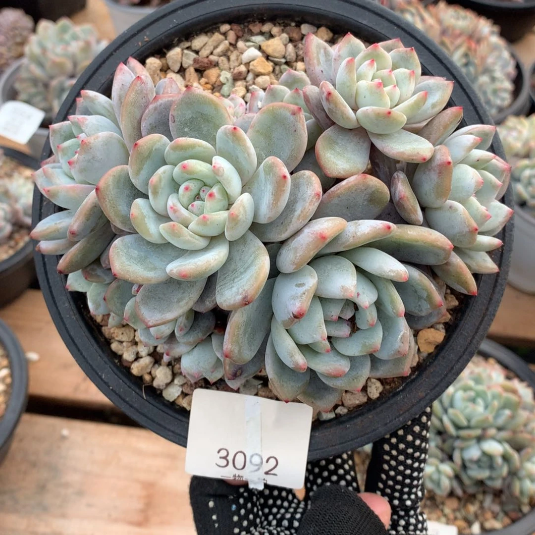 15厘米11头有砍石榴籽3092