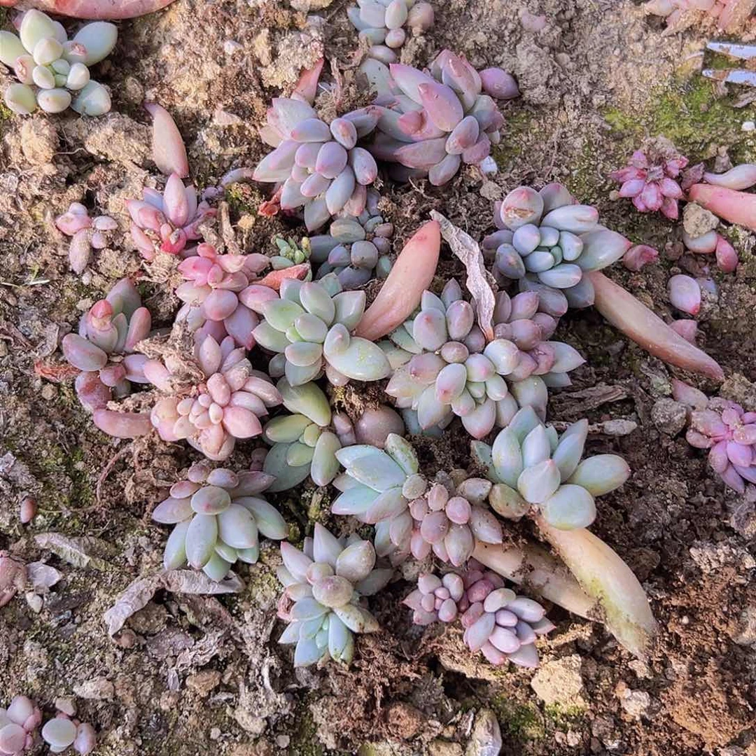 红蜻蜓叶插苗默认单头10个基地直发