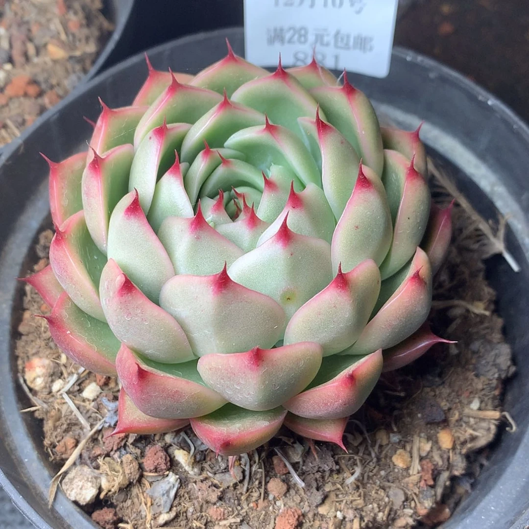 【闪购商品】云881号