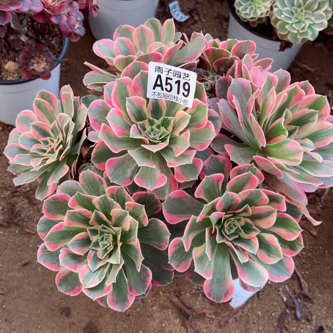 519女妖尺寸25左右