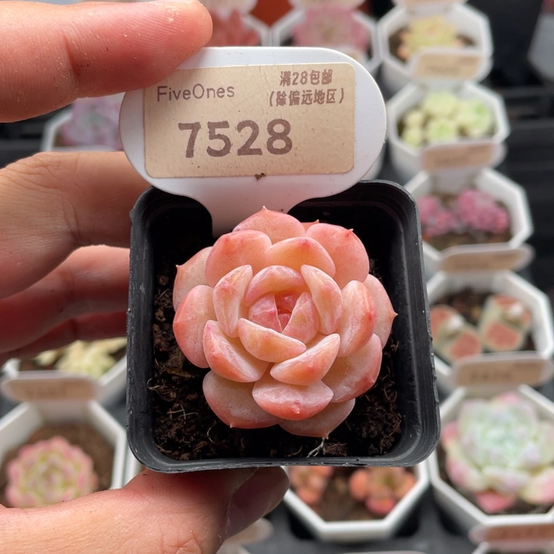 果冻珊瑚7528-4厘米