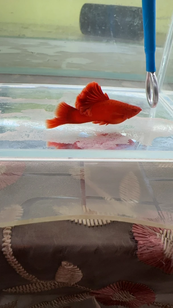 热带观赏鱼红剑鱼好养耐活适合家养鱼观赏鱼活鱼包邮小鱼鲜活精品