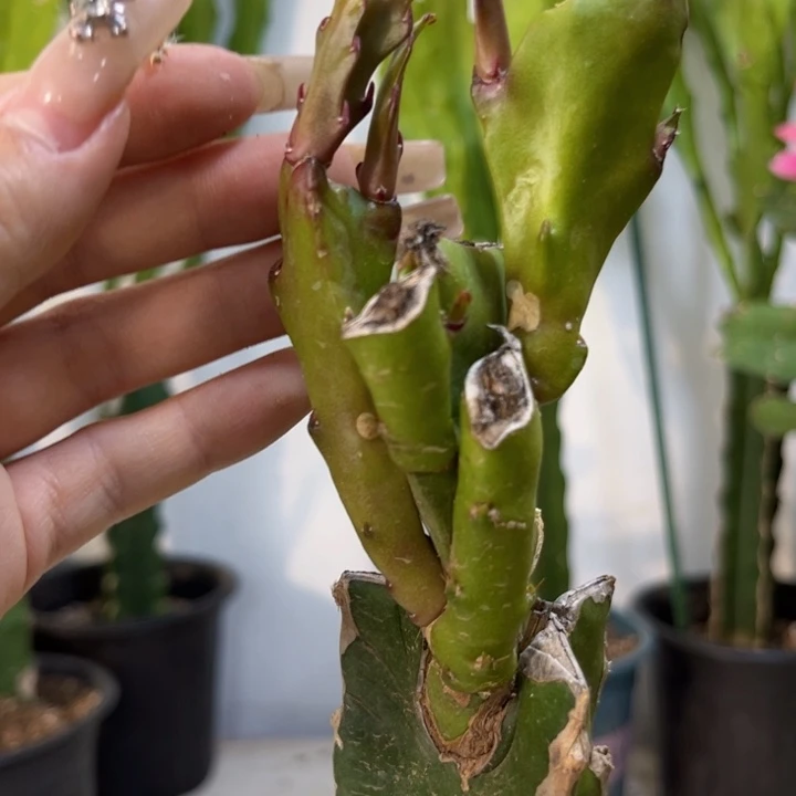 当前无花栽培后可以开花464