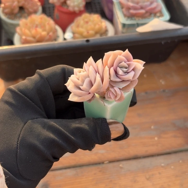 多肉含盆土 30元包邮 除偏远 可爱玫瑰