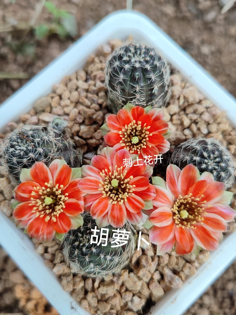 胡萝卜中间丽花仙人球花色多变小型品种趣味皮实勤花好养美花