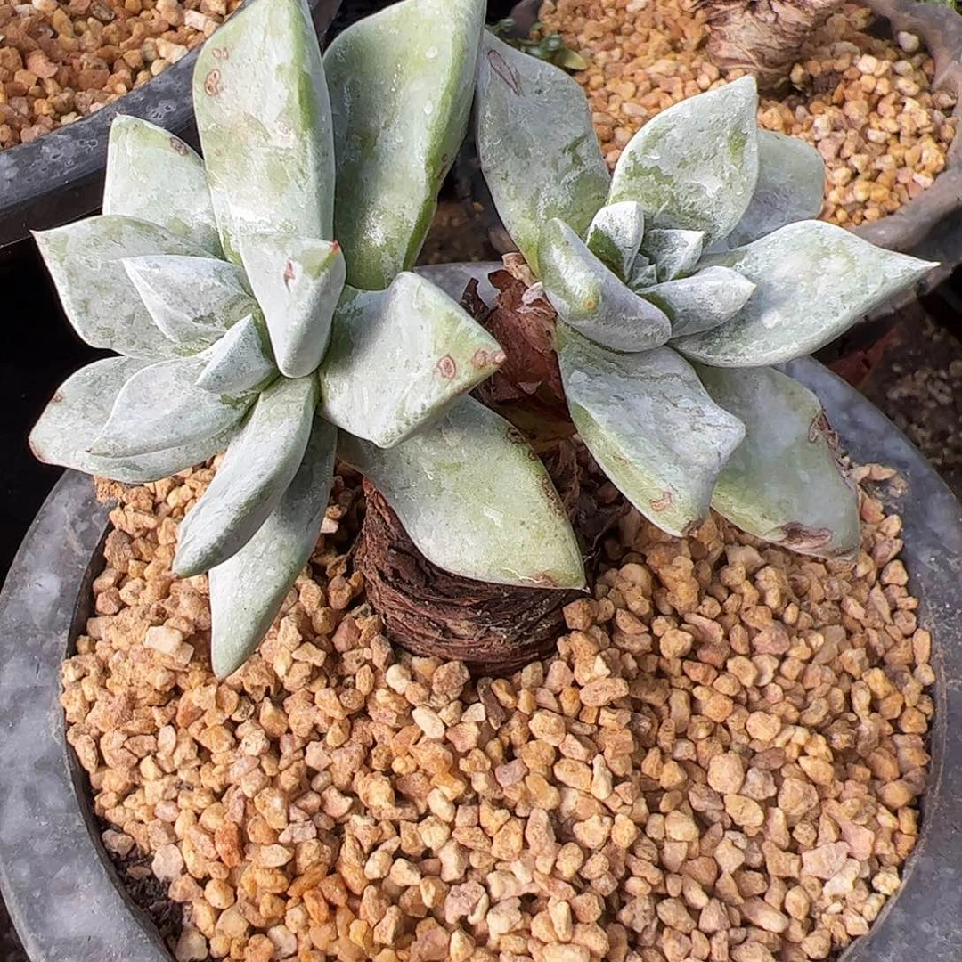 4384苹果叶仙女杯多肉