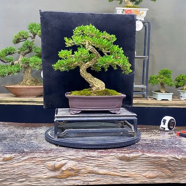 无花朵M黄杨盆景四季常青