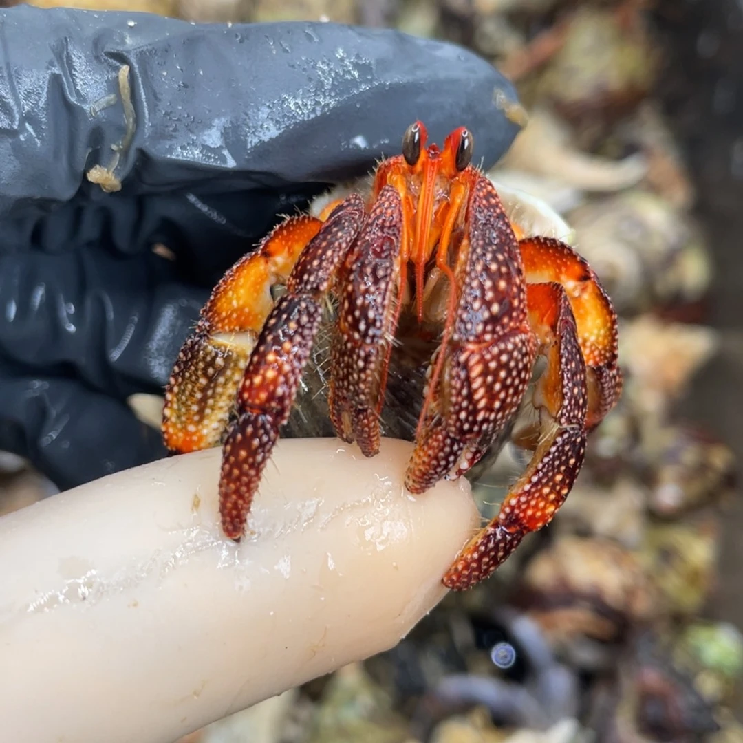 活体宠物不退不换26