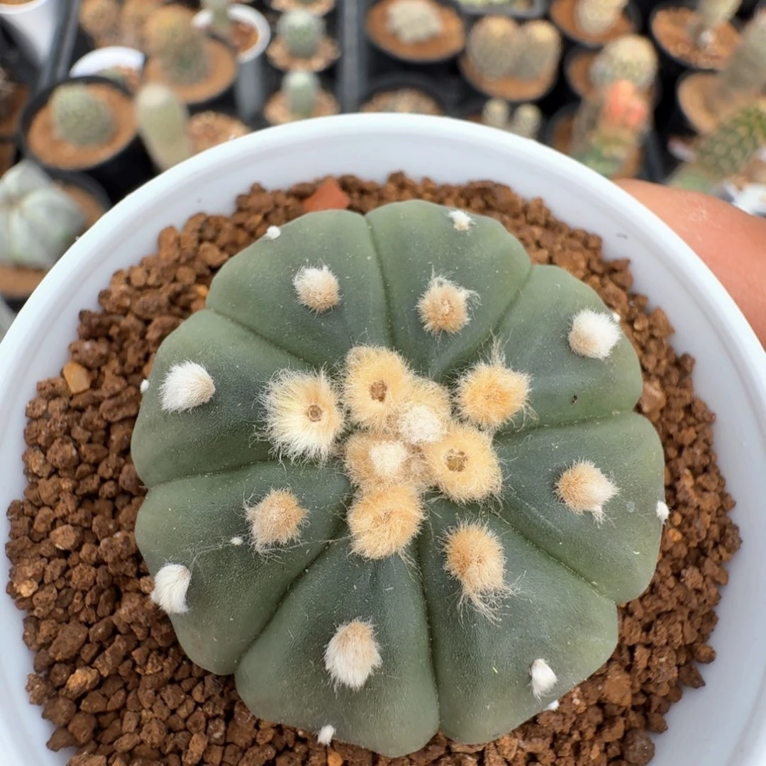 无花朵琉璃兜尺寸4.5